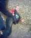 alko41_small.jpg