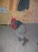 alko79_small.jpg